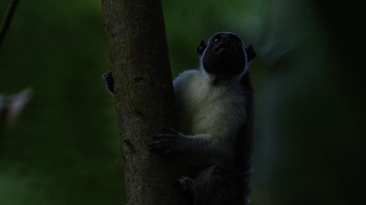 ホテル Los Robles Capurganá エクステリア 写真